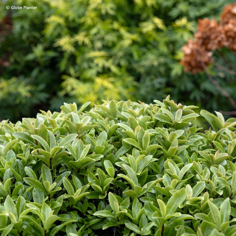 Pittosporum Orbitea (Follaje)