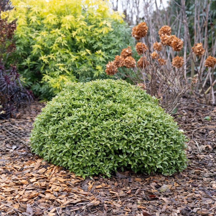 Pittosporum Orbitea (Porte)