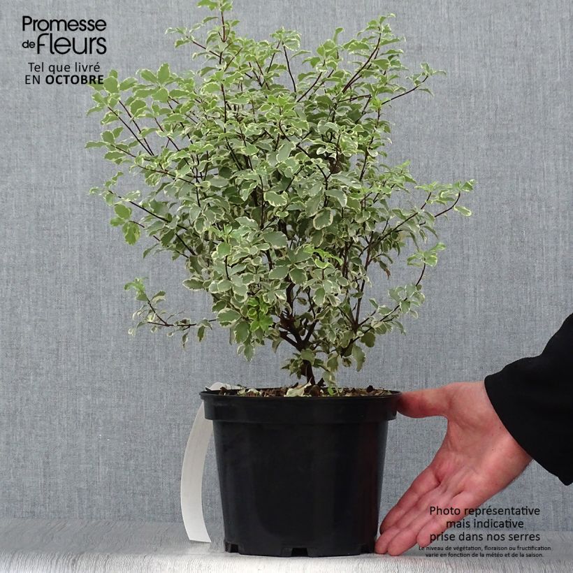 Ejemplar de Pittosporum eugenoides Variegatum Maceta 3L/4L entregado en otoño