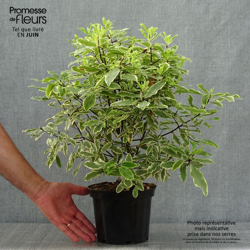 Ejemplar de Pittosporum eugenoides Variegatum Maceta 3L/4L entregado en verano