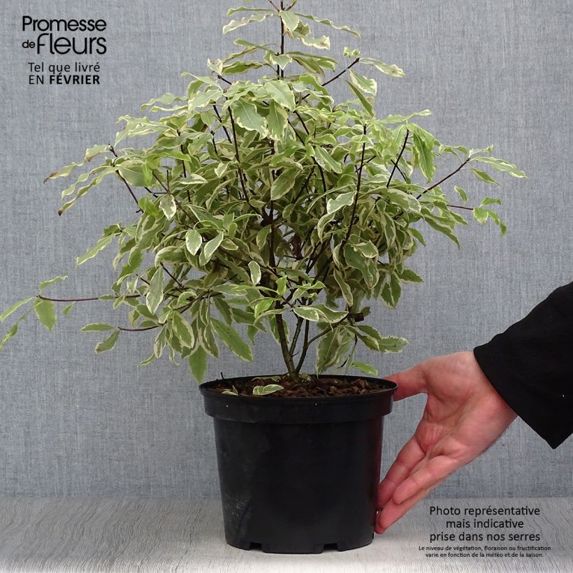 Pittosporum eugenoides Variegatum Maceta 3L/4L Ejemplar entregado en invierno