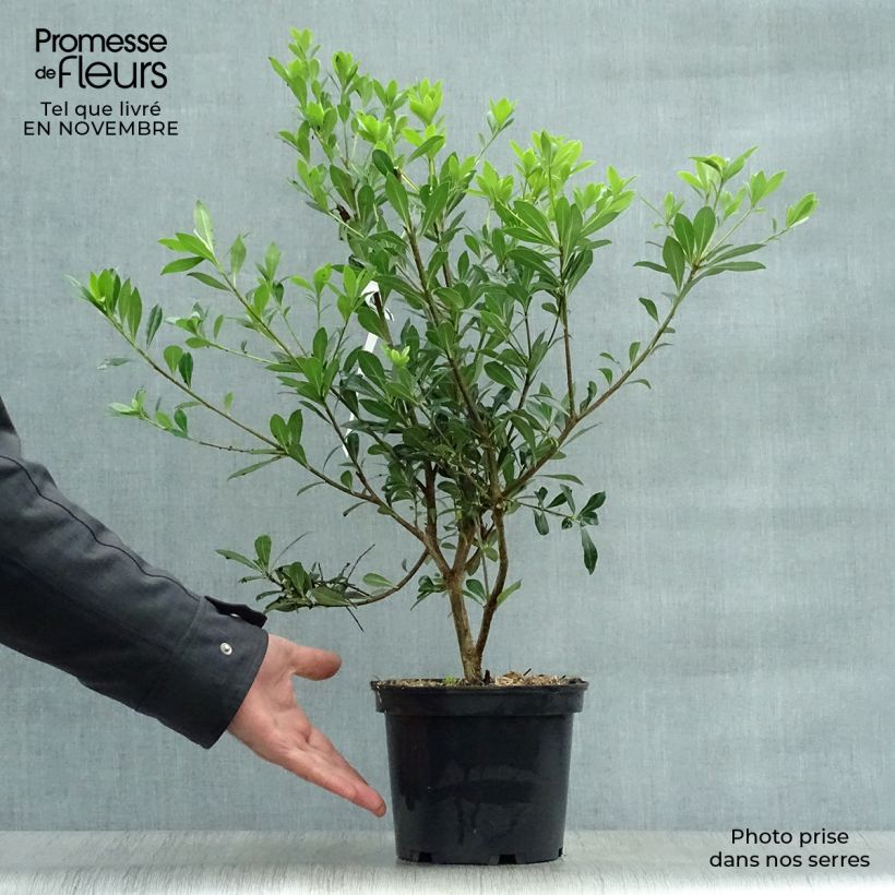 Ejemplar de Pittosporum heterophyllum Maceta 2L/3L entregado en otoño