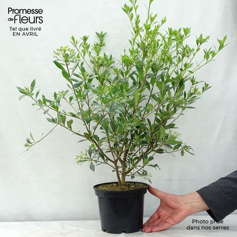 Pittosporum heterophyllum Maceta 2L/3L Ejemplar entregado en la primavera