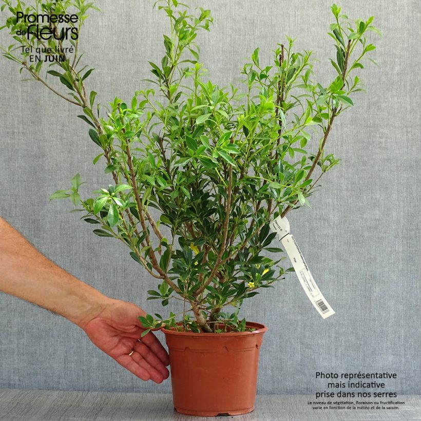 Ejemplar de Pittosporum heterophyllum Maceta 2L/3L entregado en verano