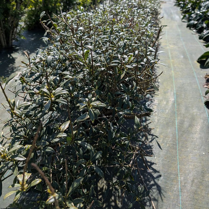 Pittosporum heterophyllum Quissac (Porte)