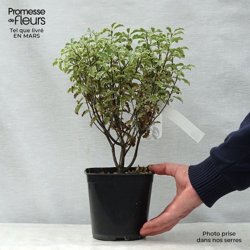 Pittosporum tenuifolium - Pitosporo de hojas tenues Maceta 2L/3L Ejemplar entregado en la primavera