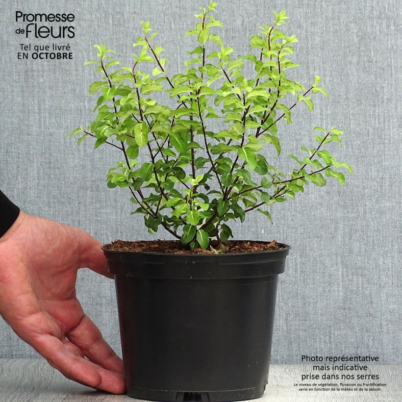 Ejemplar de Pittosporum tenuifolium Abbotsbury Gold Maceta 2L/3L entregado en otoño