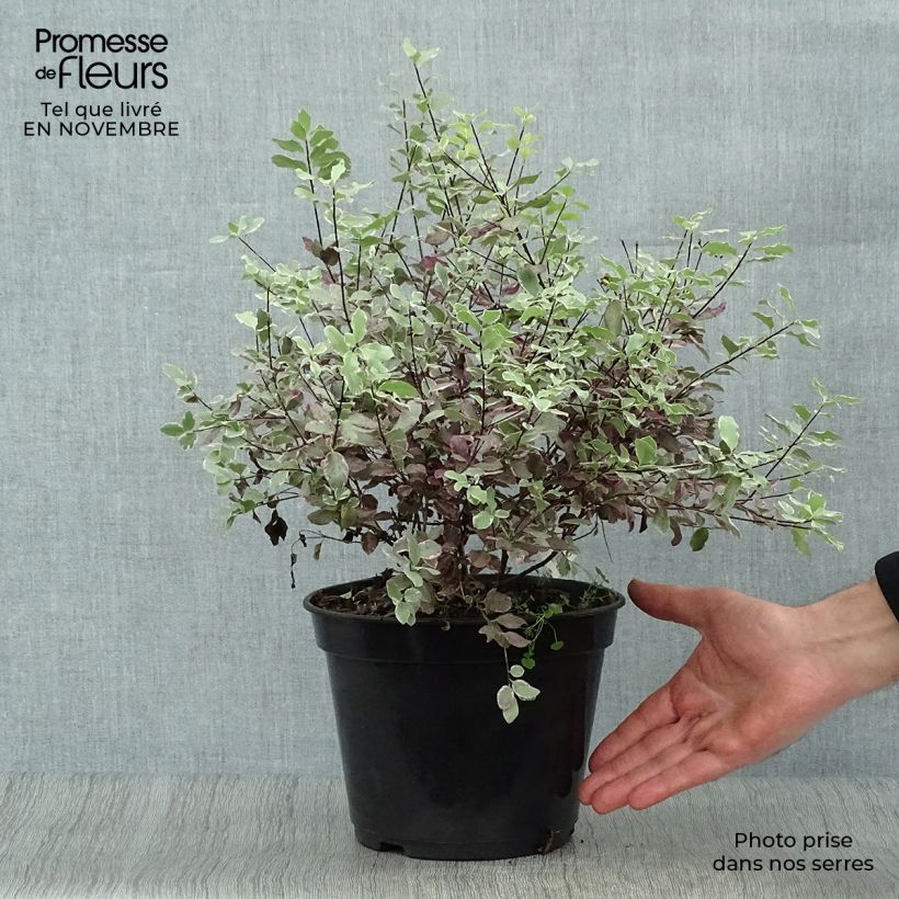 Ejemplar de Pittosporum tenuifolium Bannow Bay Maceta 3L/4L entregado en otoño