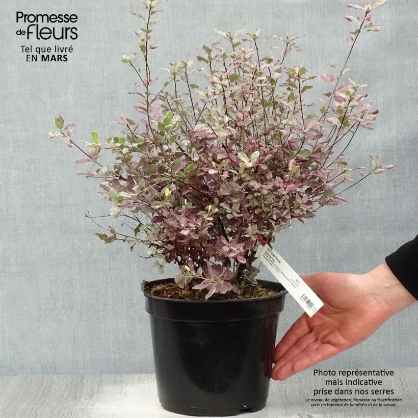 Pittosporum tenuifolium Bannow Bay Maceta 3L/4L Ejemplar entregado en la primavera