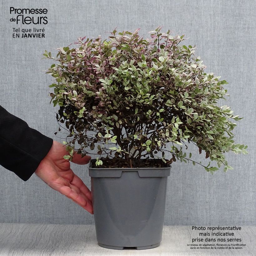 Pittosporum tenuifolium Bannow Bay Maceta 3L/4L Ejemplar entregado en invierno