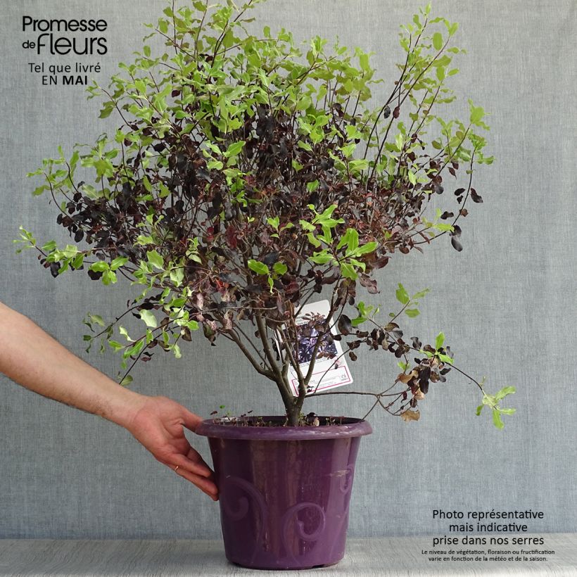 Pittosporum tenuifolium Dark Diva Maceta 4L/5L Ejemplar entregado en la primavera