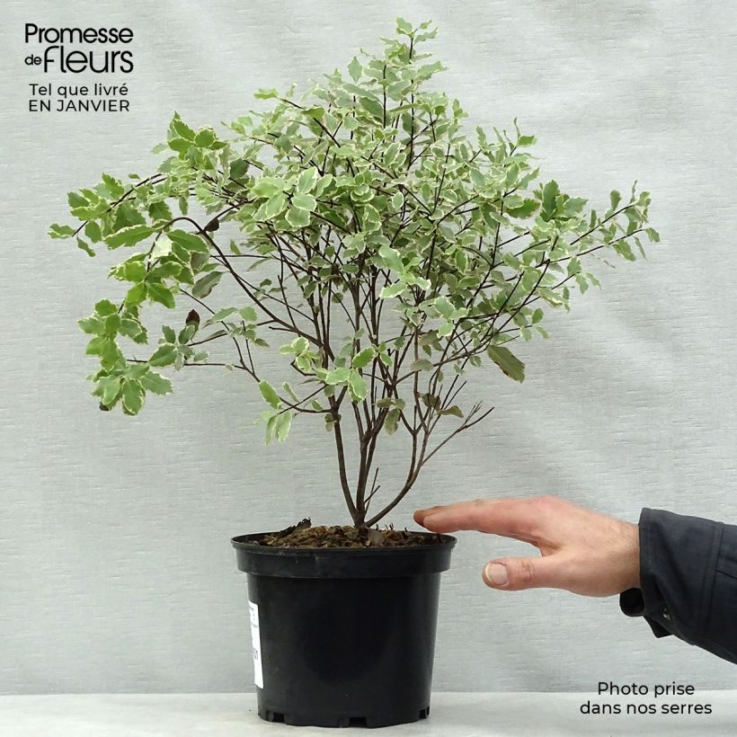 Pittosporum tenuifolium Elisabeth Maceta 2L/3L Ejemplar entregado en invierno