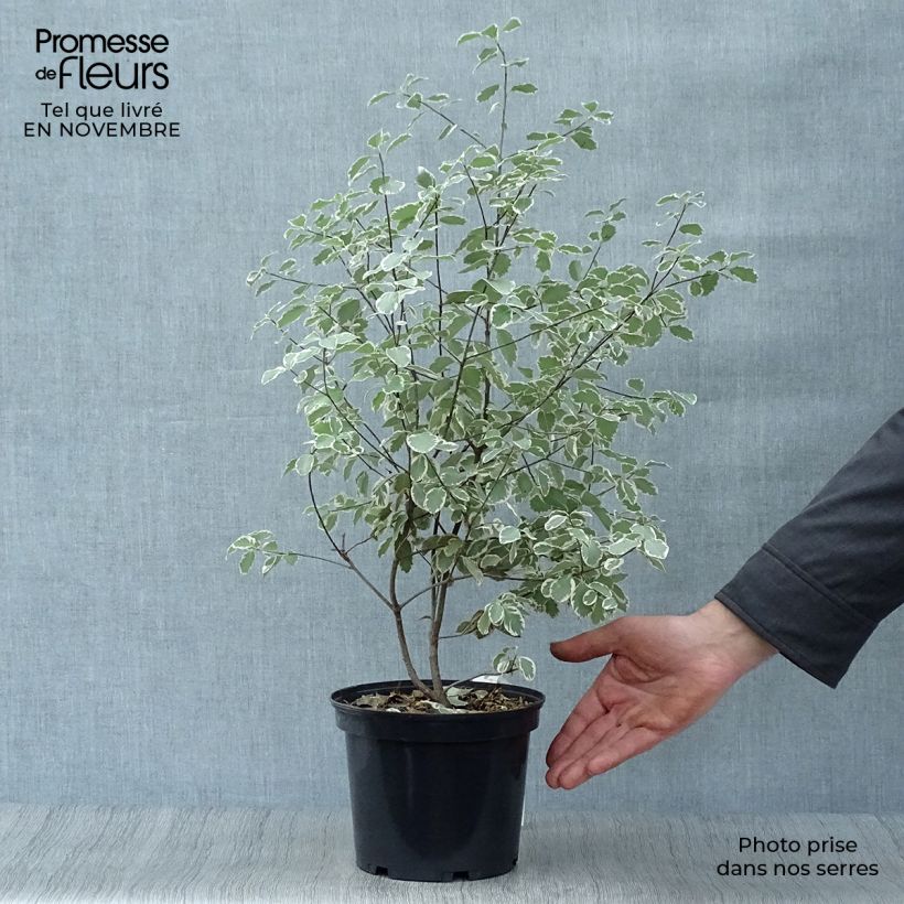 Ejemplar de Pittosporum tenuifolium Elisabeth Maceta 2L/3L entregado en otoño