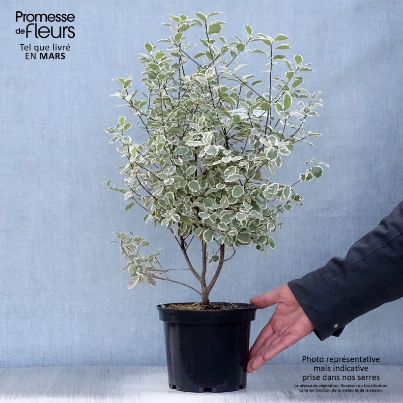 Pittosporum tenuifolium Elisabeth Maceta 2L/3L Ejemplar entregado en la primavera