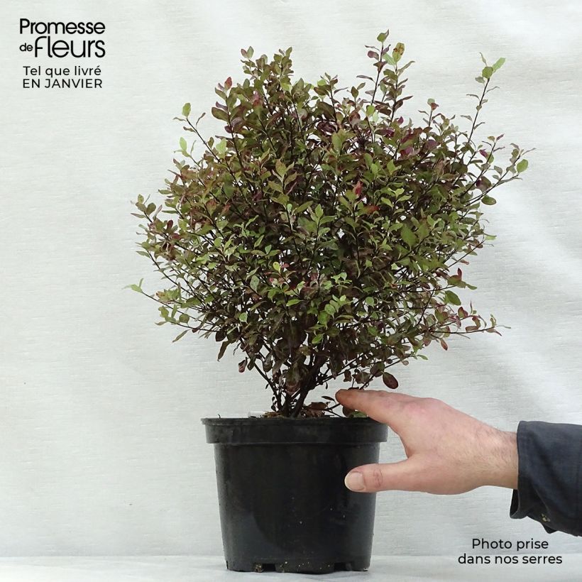 Pittosporum tenuifolium Emerald Dome Maceta 2L/3L Ejemplar entregado en invierno