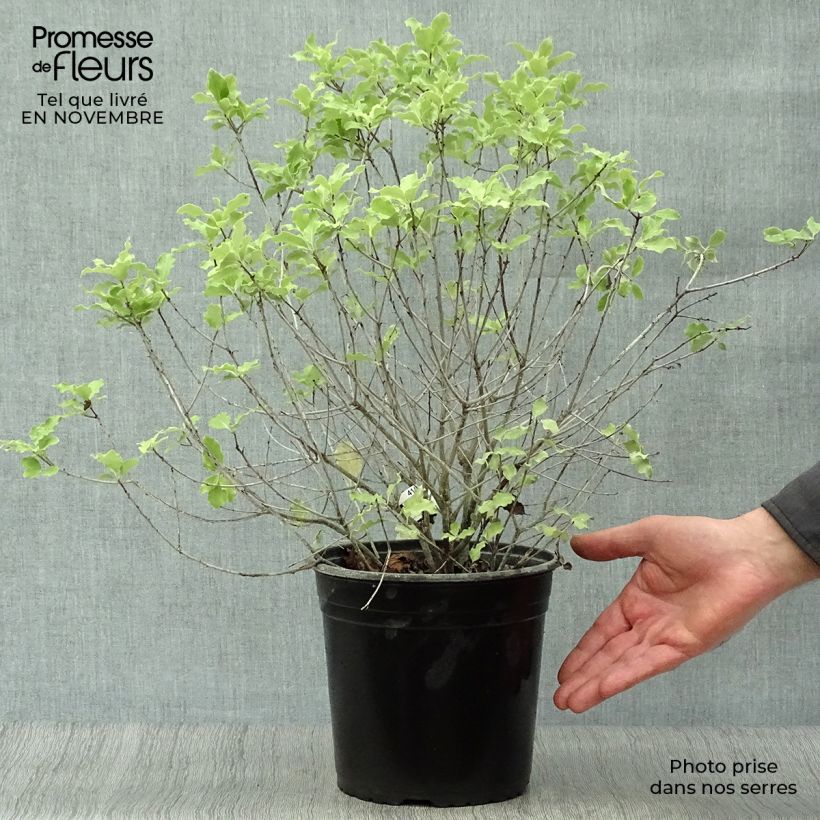 Ejemplar de Pittosporum tenuifolium Emerald Dome Maceta 2L/3L entregado en otoño