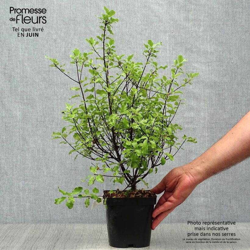 Ejemplar de Pittosporum tenuifolium Emerald Dome Maceta 2L/3L entregado en verano