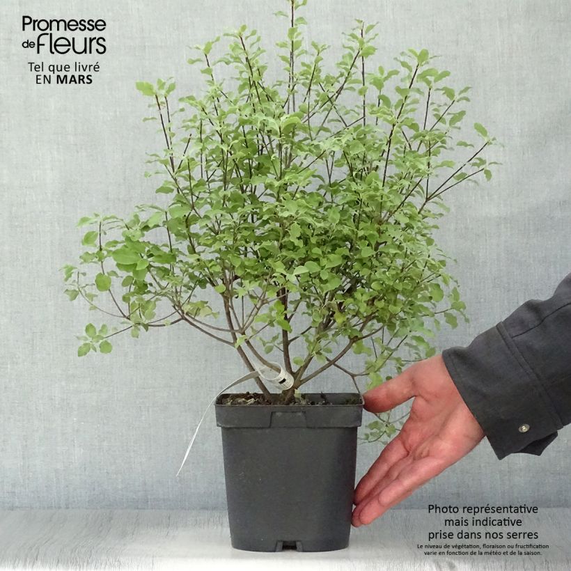 Pittosporum tenuifolium Emerald Dome Maceta 2L/3L Ejemplar entregado en la primavera
