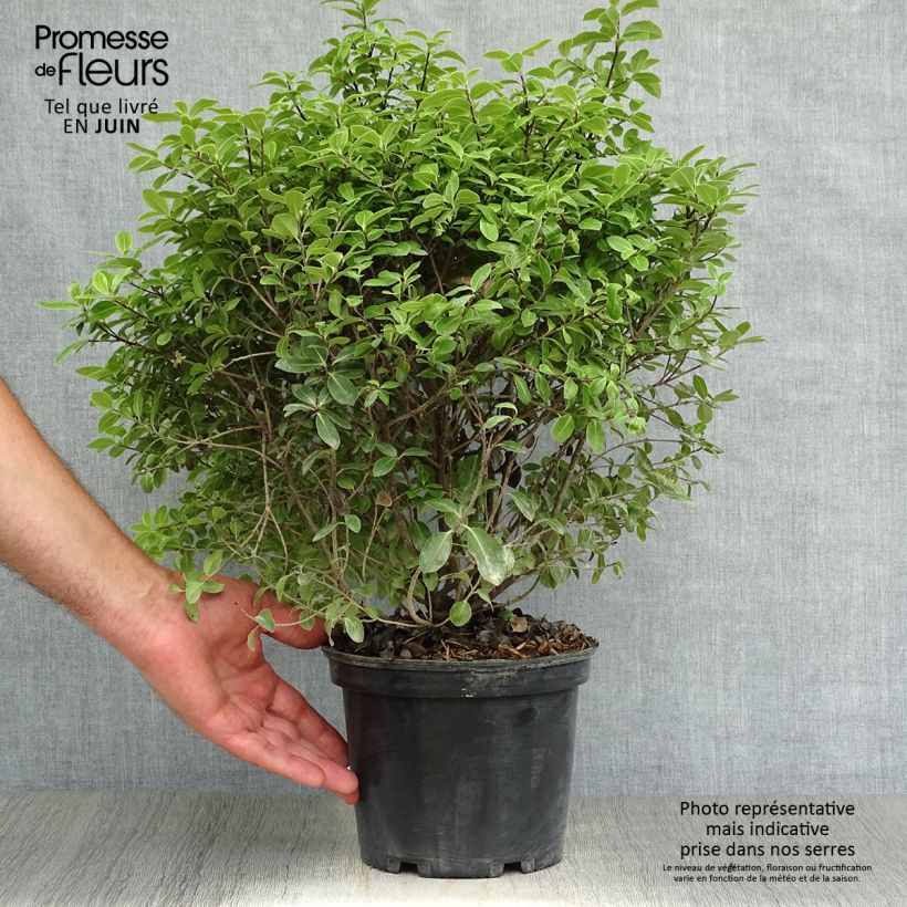 Ejemplar de Pittosporum tenuifolium Golf ball Maceta 2L/3L entregado en verano