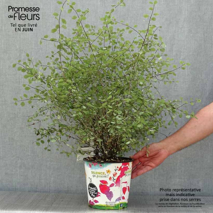 Ejemplar de Pittosporum tenuifolium Green elf Maceta 4L/5L entregado en verano