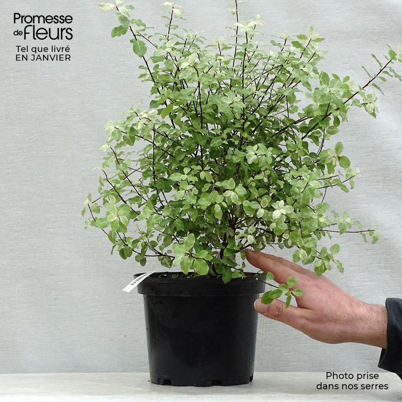Pittosporum tenuifolium Irene Patterson Maceta 2L/3L Ejemplar entregado en invierno