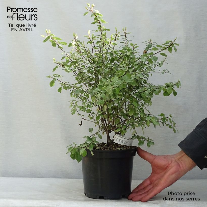 Pittosporum tenuifolium Irene Patterson Maceta 2L/3L Ejemplar entregado en la primavera
