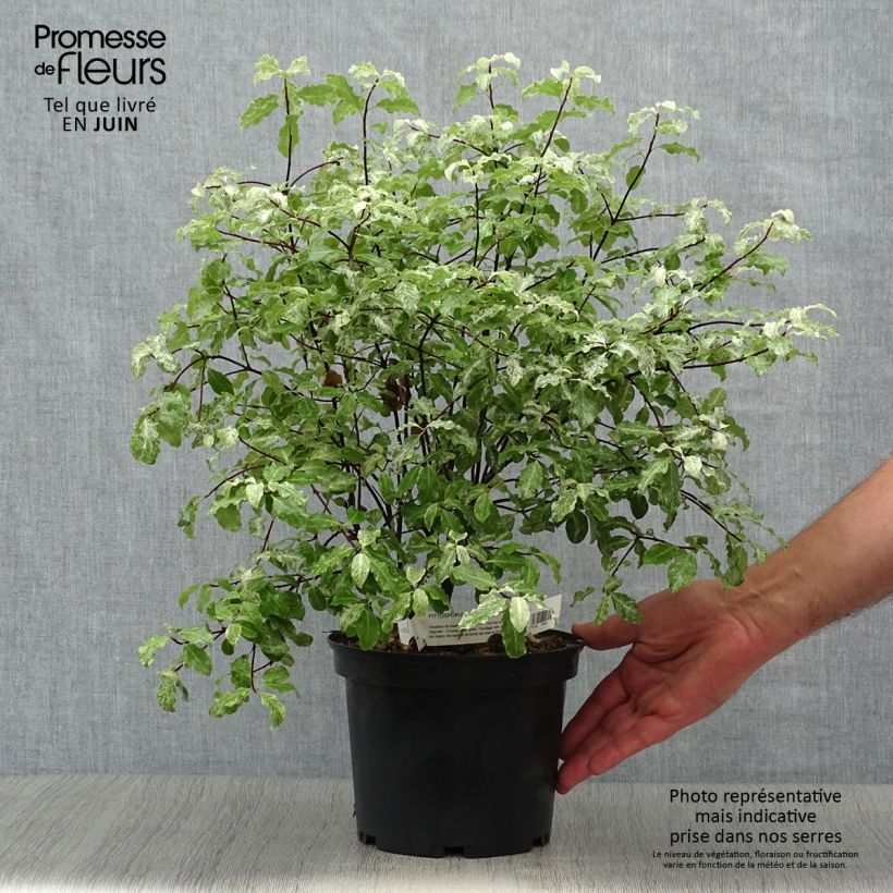Ejemplar de Pittosporum tenuifolium Irene Patterson Maceta 2L/3L entregado en verano