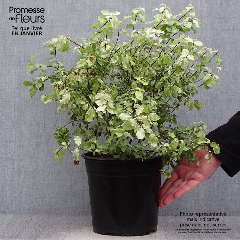 Pittosporum tenuifolium Irene Patterson Maceta 4L/5L Ejemplar entregado en invierno