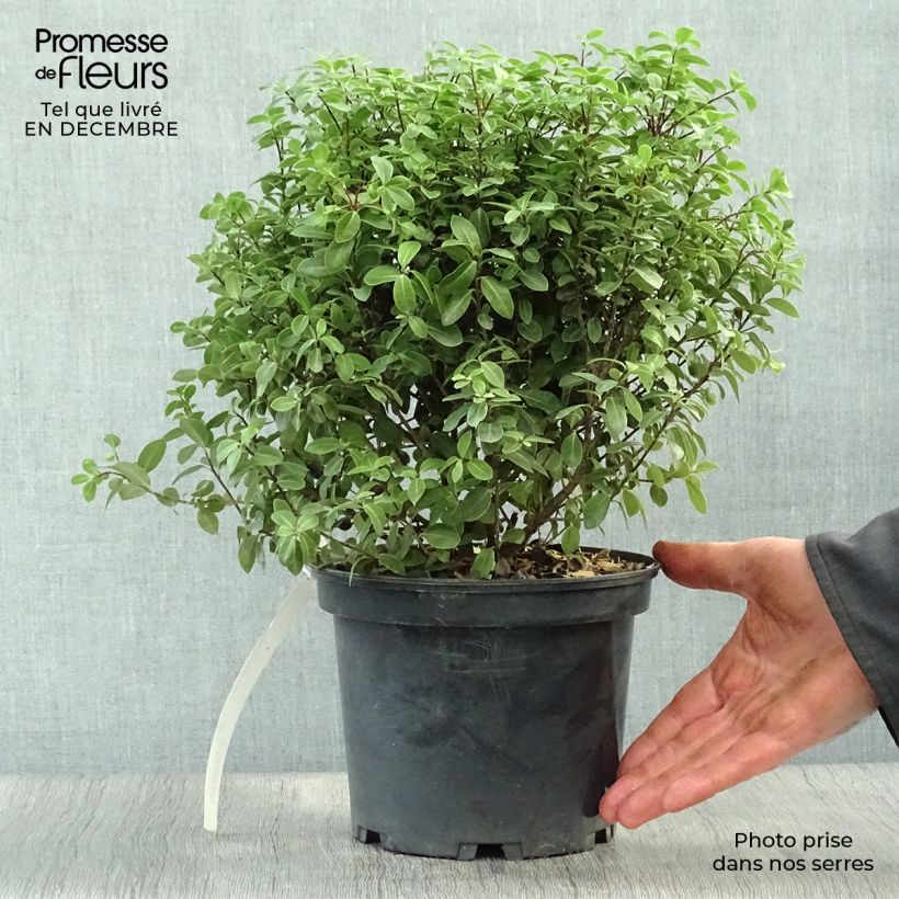 Pittosporum tenuifolium Midget Maceta 2L/3L Ejemplar entregado en invierno