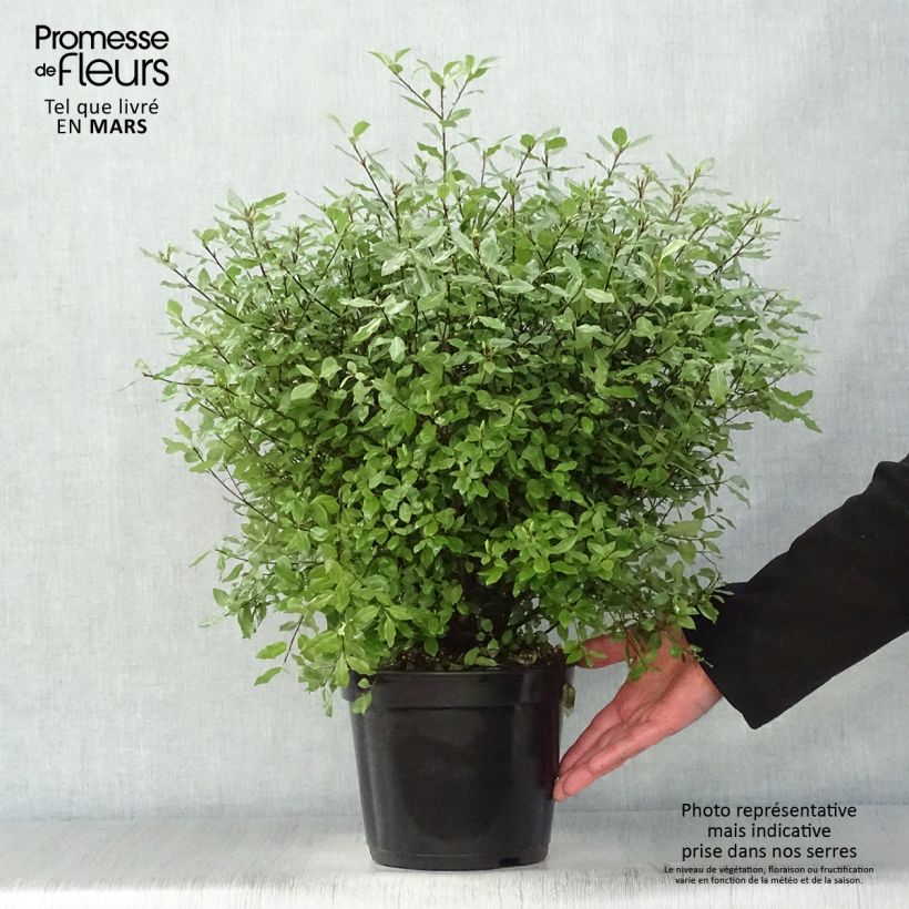 Pittosporum tenuifolium Midget Maceta 2L/3L Ejemplar entregado en la primavera