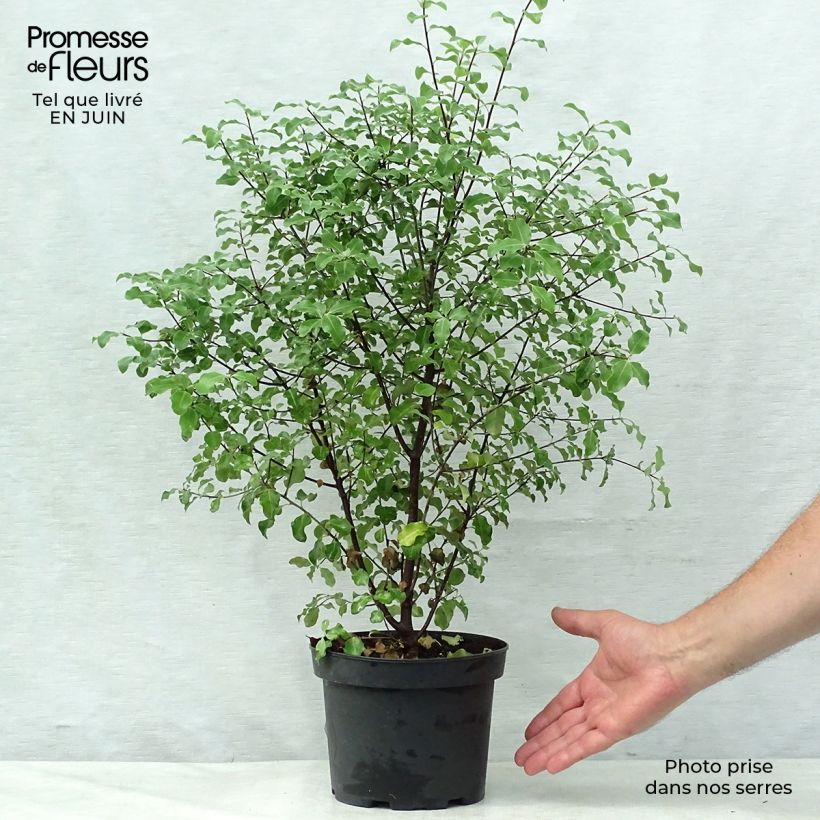 Ejemplar de Pittosporum tenuifolium - Pitosporo de hojas tenues Maceta 2L/3L entregado en verano