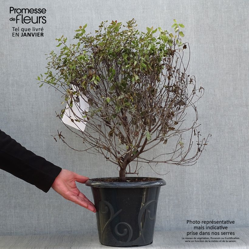 Pittosporum tenuifolium Purpureum Maceta 7,5L/10L Ejemplar entregado en invierno