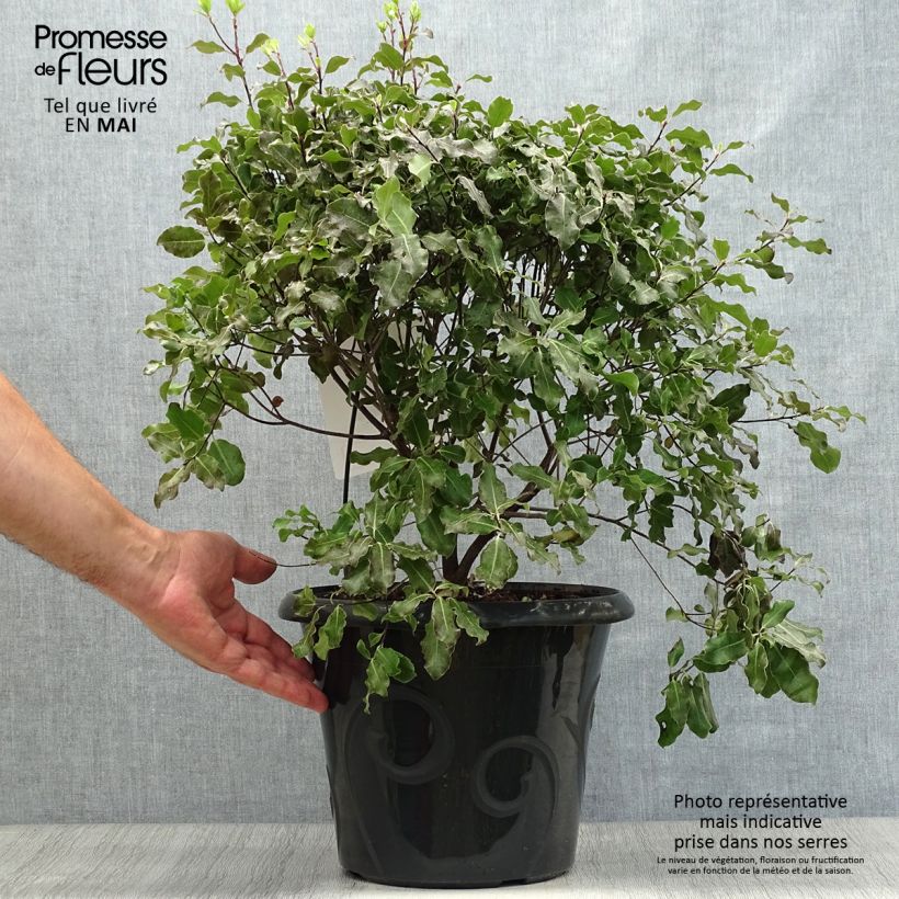 Pittosporum tenuifolium Purpureum Maceta 7,5L/10L Ejemplar entregado en la primavera