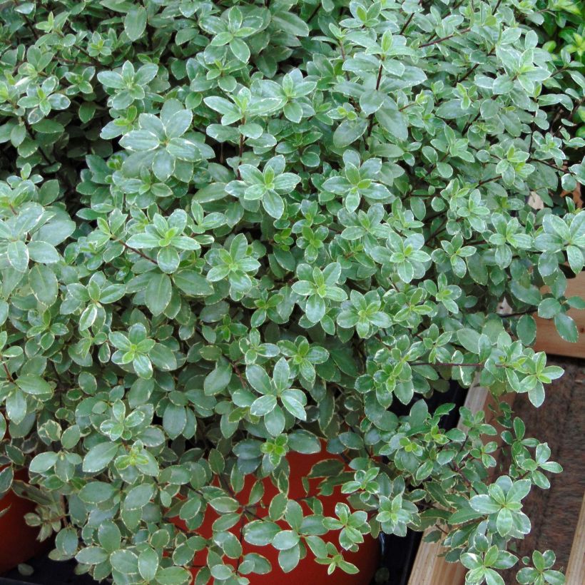Pittosporum tenuifolium Silver Ball (Porte)