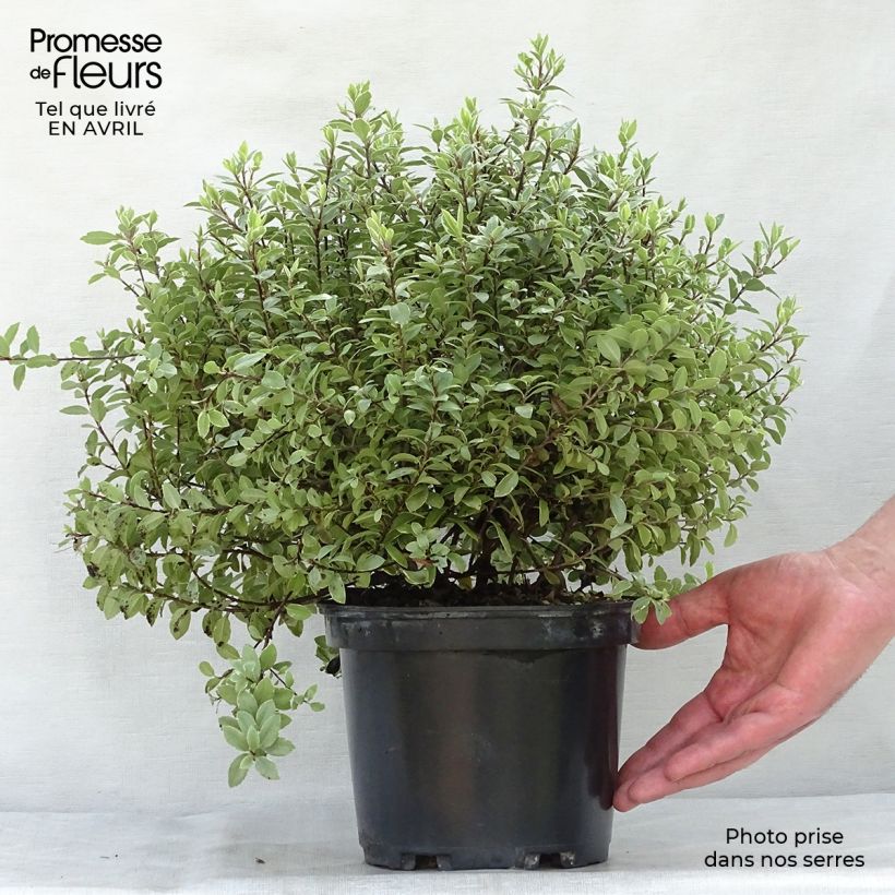 Pittosporum tenuifolium Silver Ball Maceta 2L/3L Ejemplar entregado en la primavera