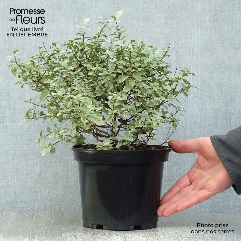 Pittosporum tenuifolium Silver Ball Maceta 2L/3L Ejemplar entregado en invierno