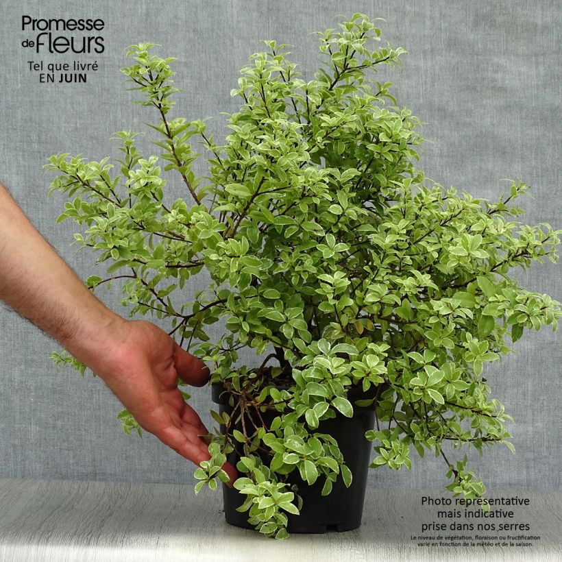 Ejemplar de Pittosporum tenuifolium Silver Ball Maceta 2L/3L entregado en verano
