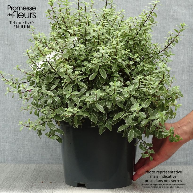 Ejemplar de Pittosporum tenuifolium Silver Ball Maceta 7,5L/10L, Bola entregado en verano