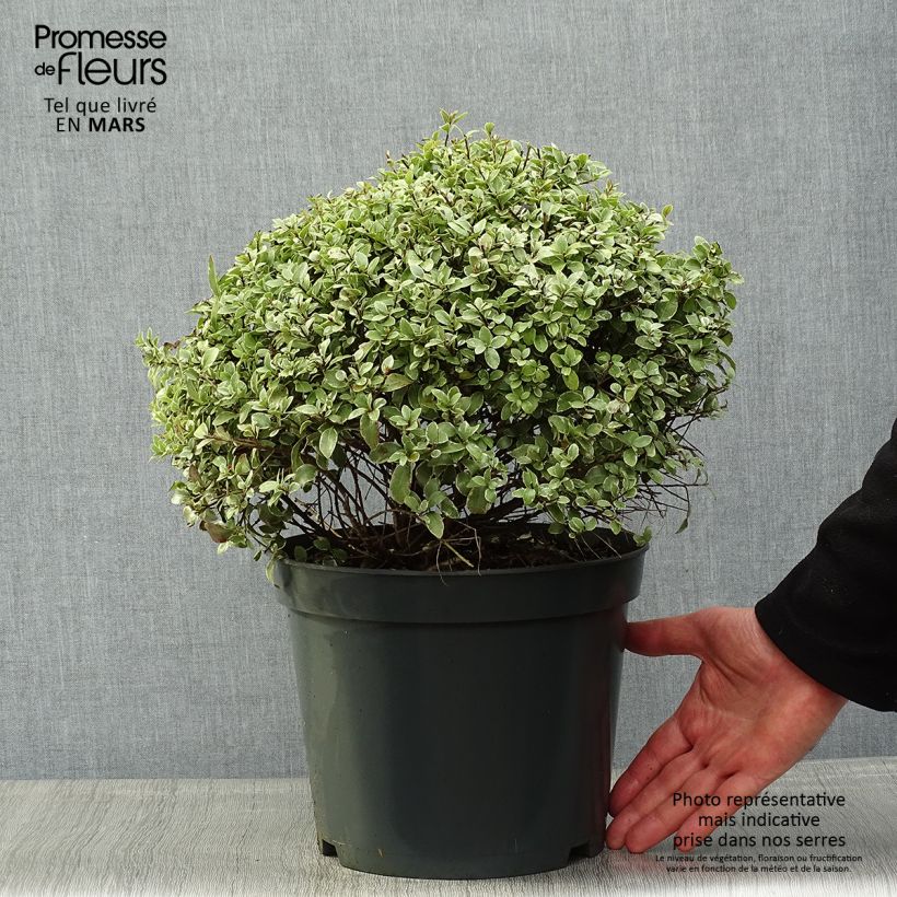 Pittosporum tenuifolium Silver Ball Maceta 7,5L/10L, Bola Ejemplar entregado en la primavera