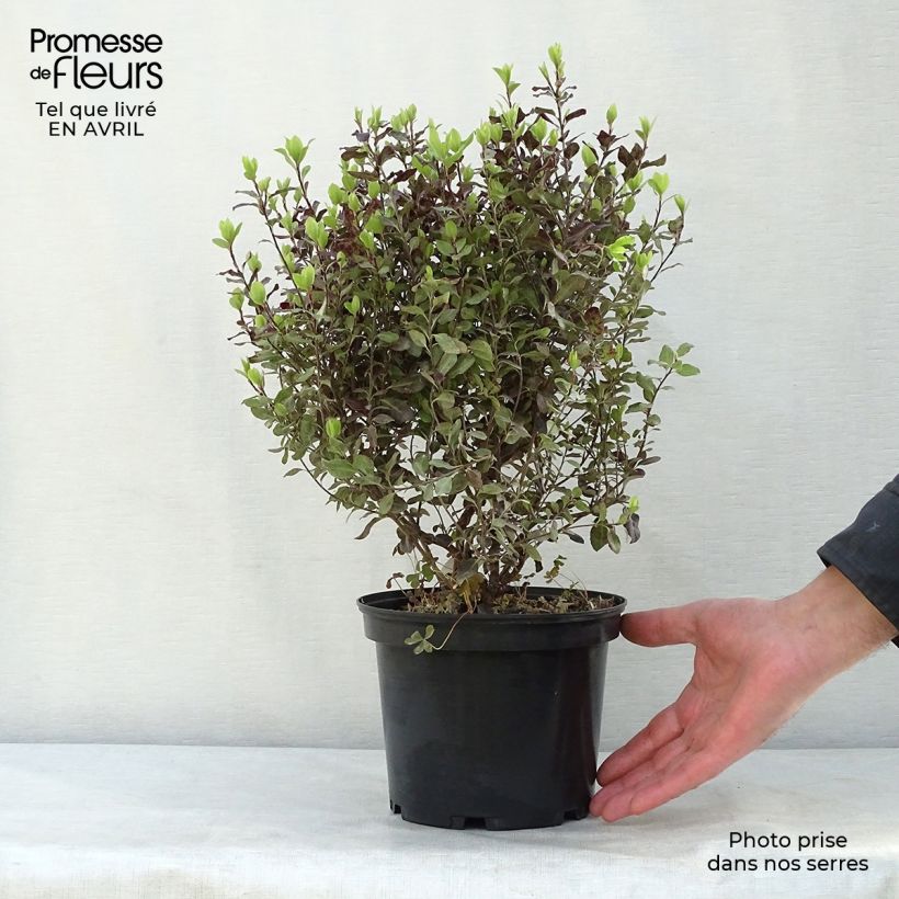 Pittosporum tenuifolium Tom Thumb Maceta 2L/3L Ejemplar entregado en la primavera