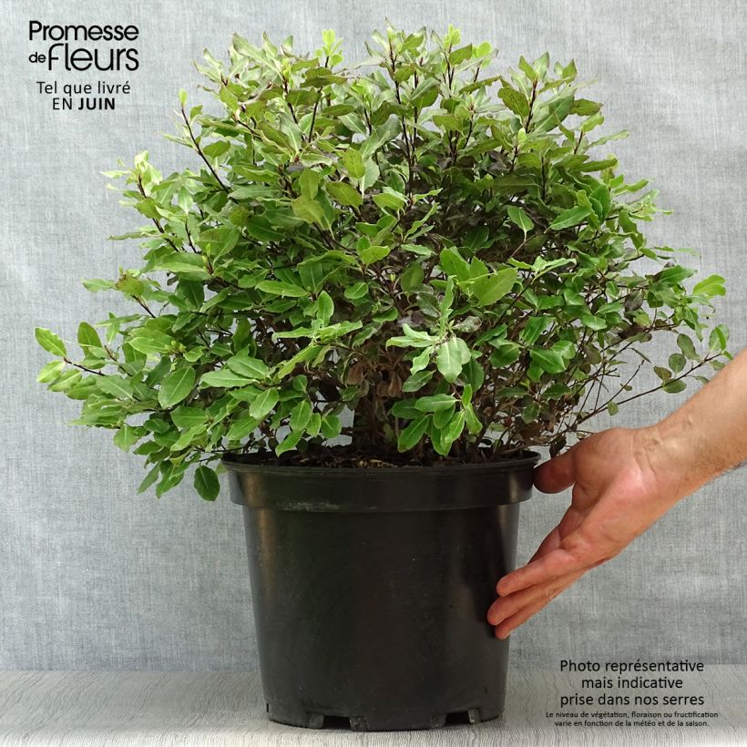 Ejemplar de Pittosporum tenuifolium Tom Thumb Maceta 6L/7L entregado en verano