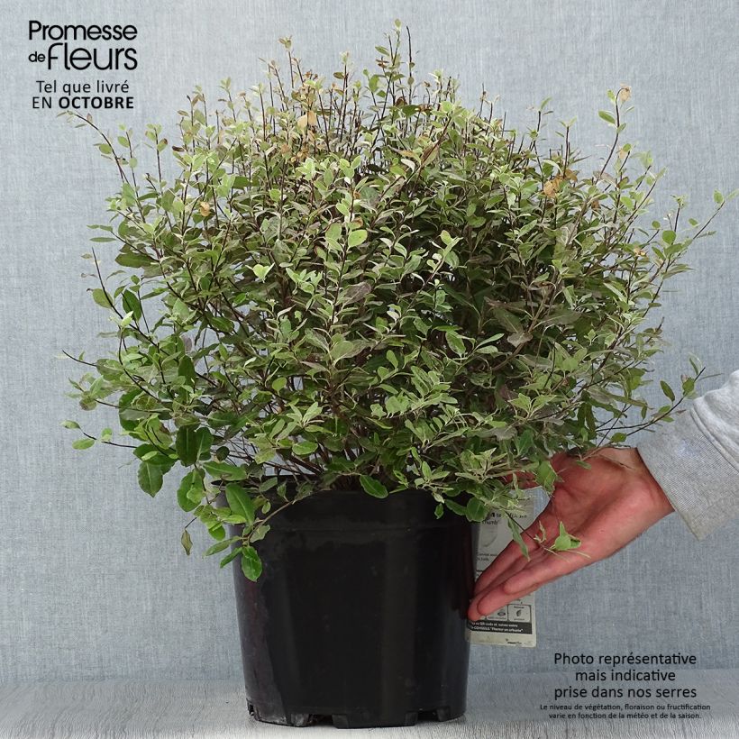 Ejemplar de Pittosporum tenuifolium Tom Thumb Maceta 6L/7L entregado en otoño