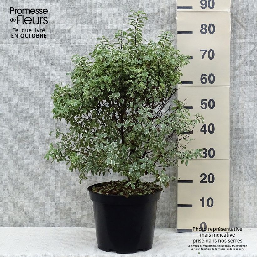 Ejemplar de Pittosporum tenuifolium Variegatum Maceta 7,5L/10L entregado en otoño