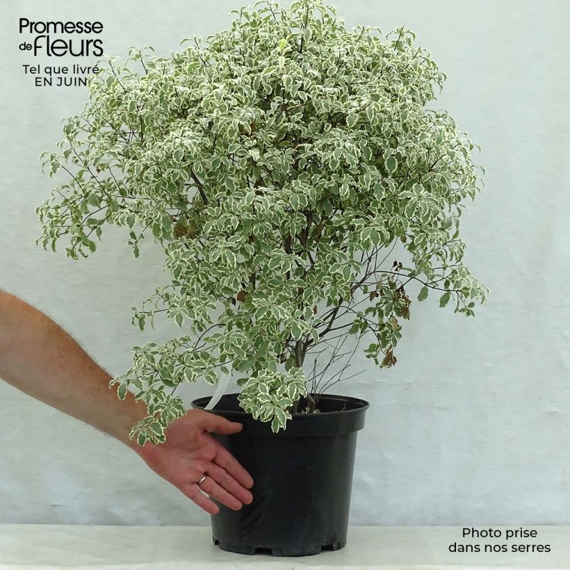 Ejemplar de Pittosporum tenuifolium Variegatum Maceta 7,5L/10L entregado en verano