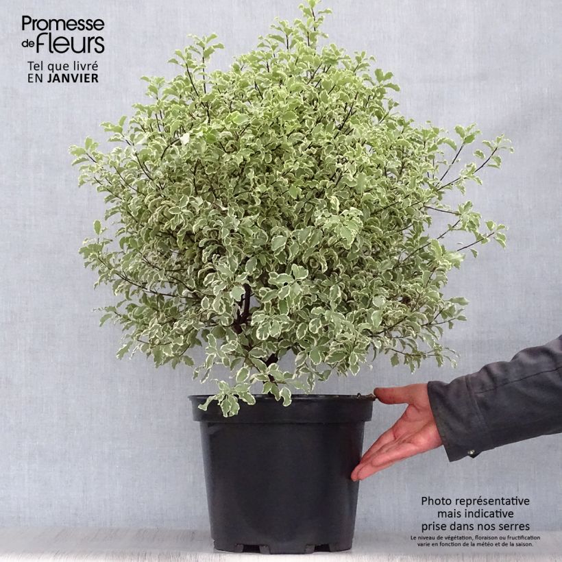 Pittosporum tenuifolium Variegatum Maceta 7,5L/10L Ejemplar entregado en invierno