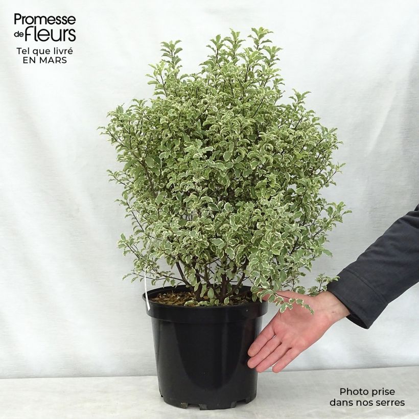 Pittosporum tenuifolium Variegatum Maceta 7,5L/10L Ejemplar entregado en la primavera