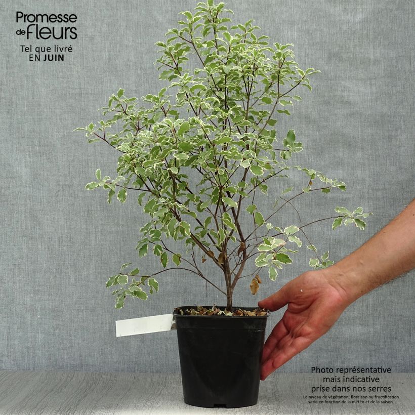 Ejemplar de Pittosporum tenuifolium Variegatum Maceta 2L/3L entregado en verano