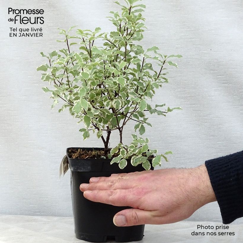 Pittosporum tenuifolium Variegatum Maceta 2L/3L Ejemplar entregado en invierno