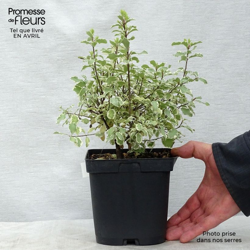 Pittosporum tenuifolium Variegatum Maceta 2L/3L Ejemplar entregado en la primavera