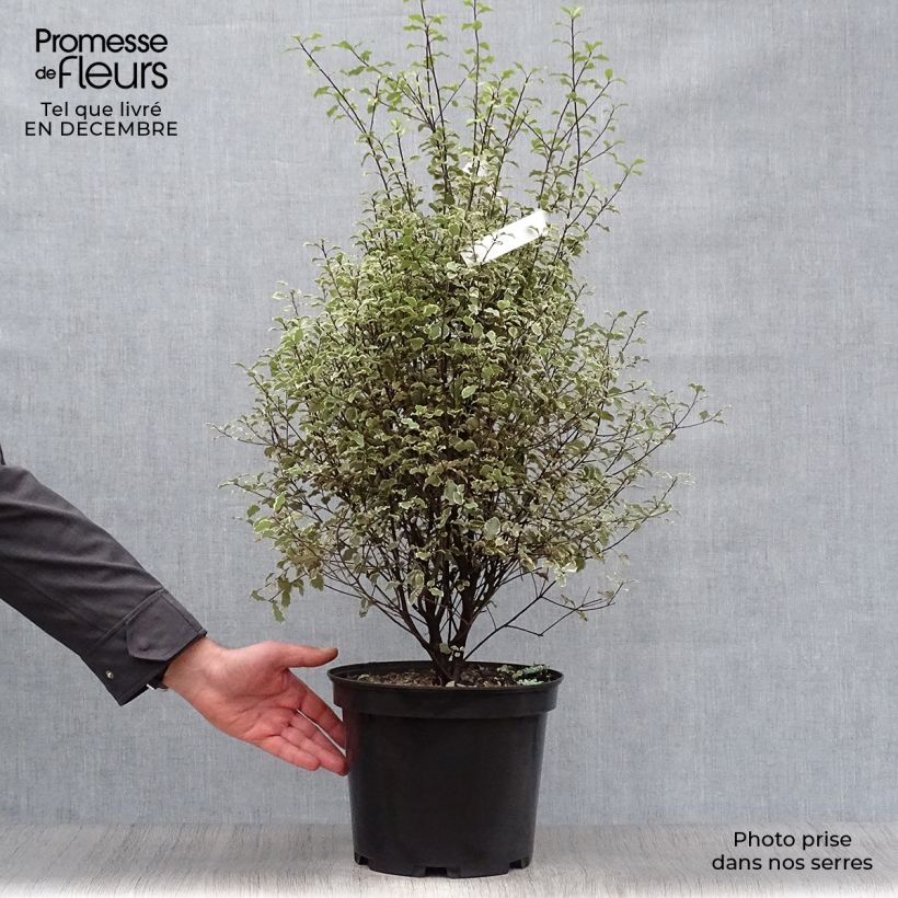 Pittosporum tenuifolium Victoria Maceta 4L/5L Ejemplar entregado en invierno